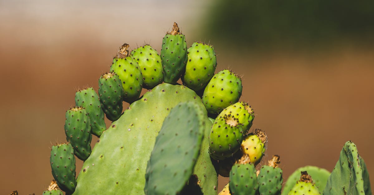 découvrez des informations essentielles sur la politique climatique, ses enjeux et ses impacts. explorez les actions mises en place pour lutter contre les changements climatiques et encourager un futur durable.