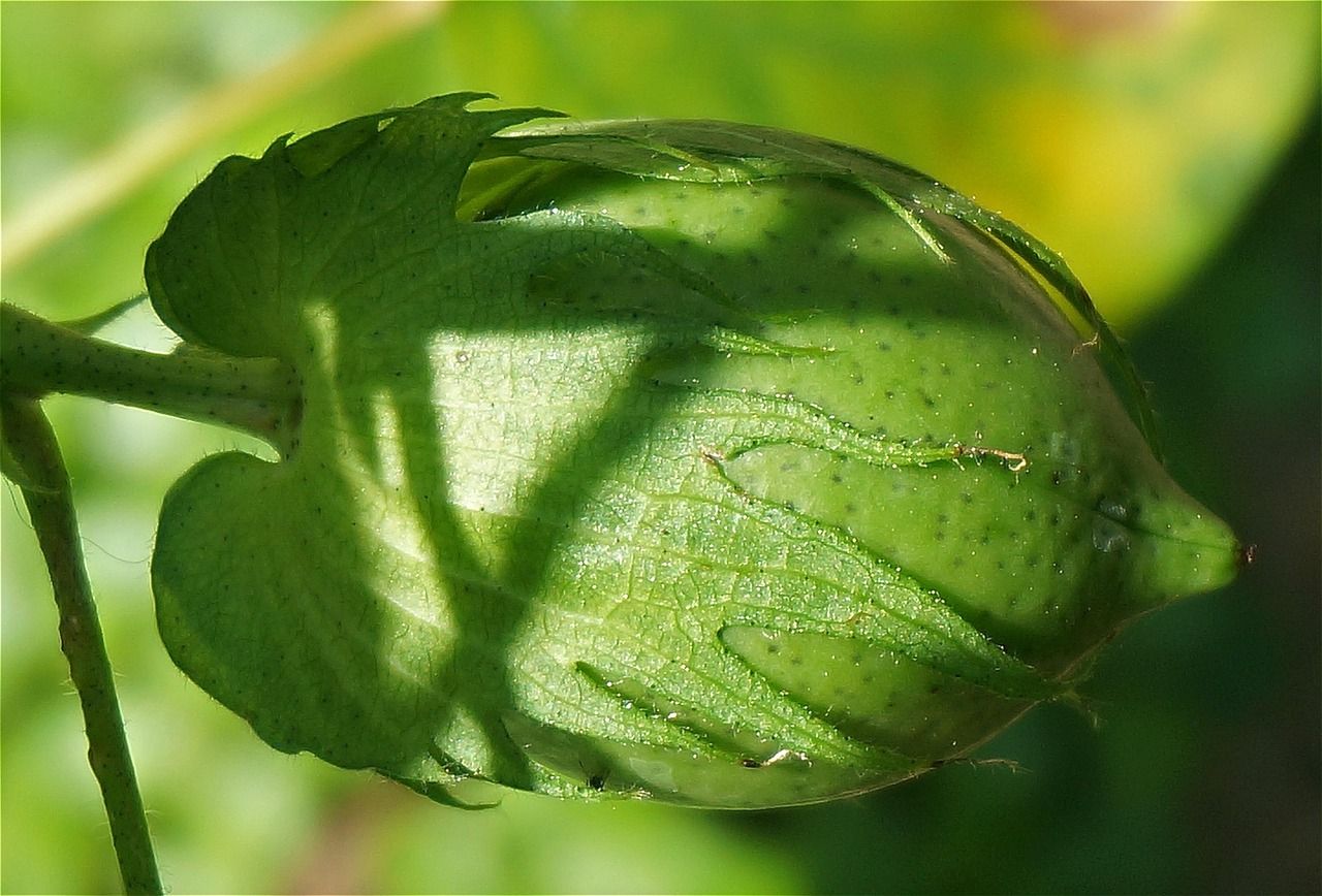 découvrez notre collection en coton biologique, alliant confort, douceur et respect de l'environnement pour un choix éthique et durable.