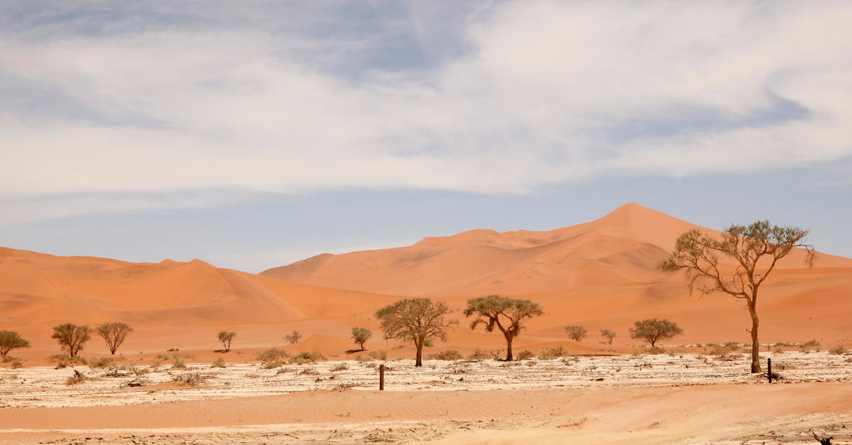 découvrez l'écotourisme, une manière durable et responsable de voyager, qui préserve la nature tout en enrichissant votre expérience. explorez des destinations inexplorées, admirez la biodiversité et apprenez des cultures locales tout en minimisant votre impact écologique.