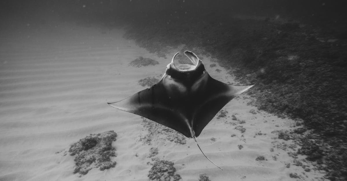 découvrez les principes des éthiques environnementales, une discipline qui explore les relations entre les êtres humains et la nature, ainsi que les responsabilités morales que nous avons envers notre planète. plongez dans des réflexions sur la durabilité, la justice environnementale et la protection des écosystèmes.