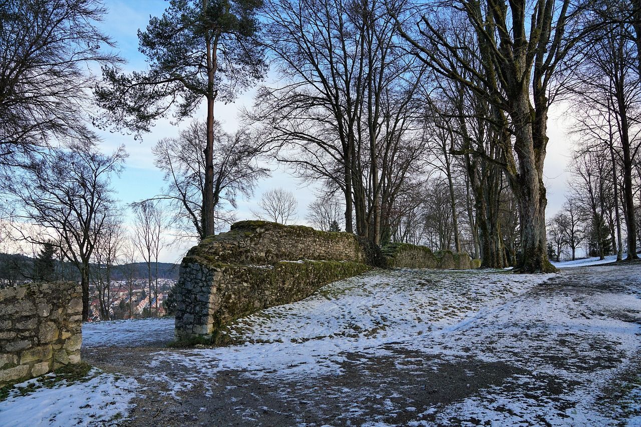 découvrez l'importance de la protection des forêts anciennes, véritables trésors de biodiversité et témoins du passé naturel de notre planète.