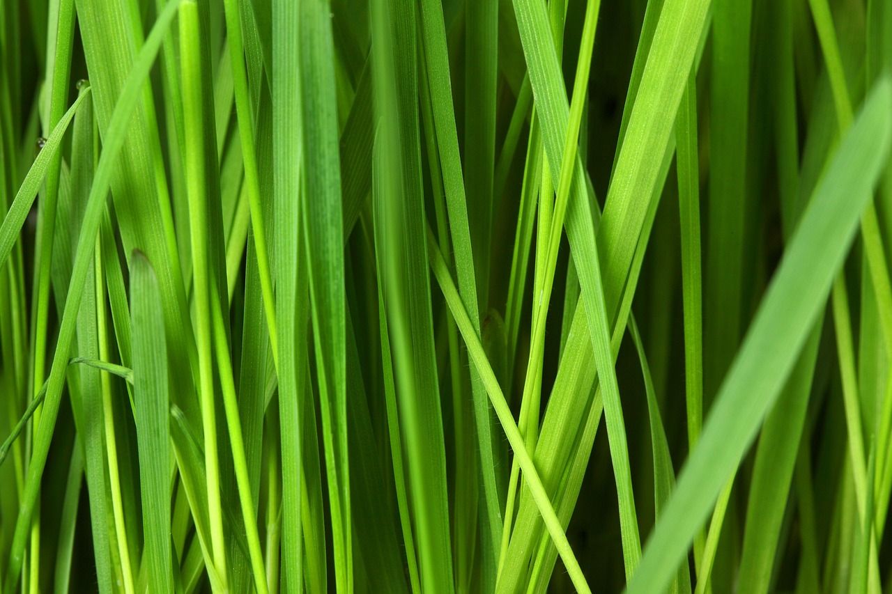 découvrez nos produits de nettoyage écologiques, efficaces et respectueux de l'environnement pour une maison saine et durable.