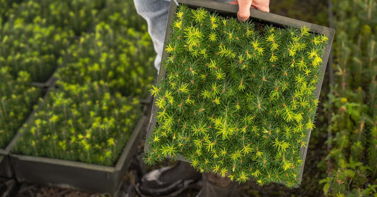 découvrez les pratiques de l'agriculture durable qui préservent l'environnement tout en garantissant la productivité. apprenez comment cette approche innovante favorise la biodiversité et soutient les communautés agricoles.