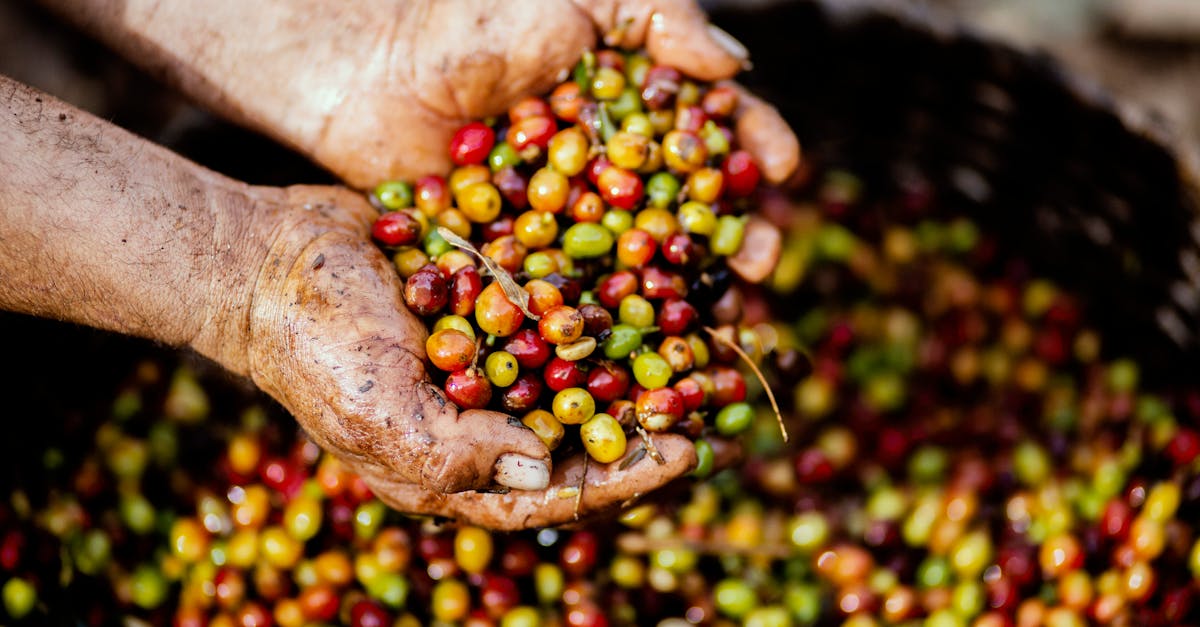 découvrez l'importance du sourcing durable pour une supply chain éthique et respectueuse de l'environnement. apprenez comment choisir des matériaux responsables et minimiser l'impact écologique tout en soutenant des pratiques commerciales justes.