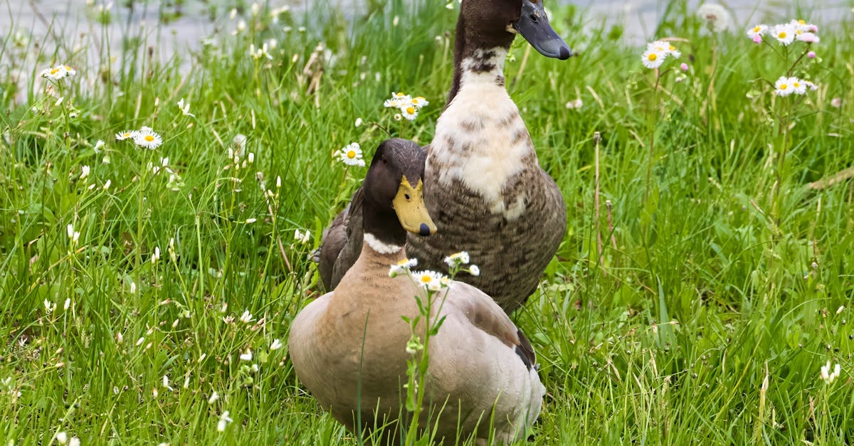 découvrez la biodiversité, un trésor naturel qui englobe la variété des formes de vie sur terre. explorez son importance pour l'écosystème et les défis auxquels elle fait face. apprenez comment préserver la richesse biologique de notre planète.