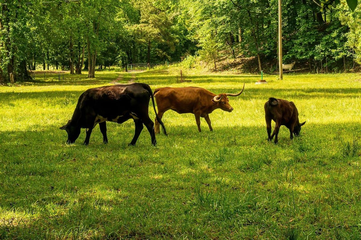 Les bonnes pratiques pour réduire son bilan carbone