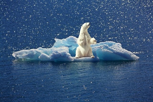 COP28 : 28e Édition de la Conférence des Nations Unies sur les Changements Climatiques
