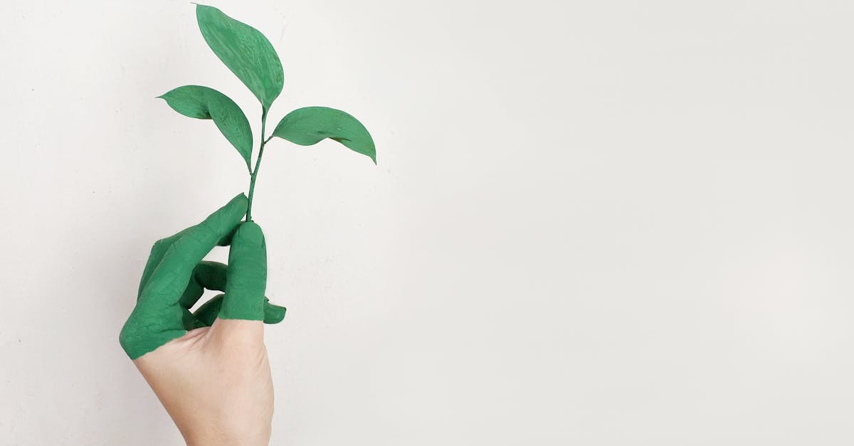 Soutenir une économie verte : les clés pour un avenir durable