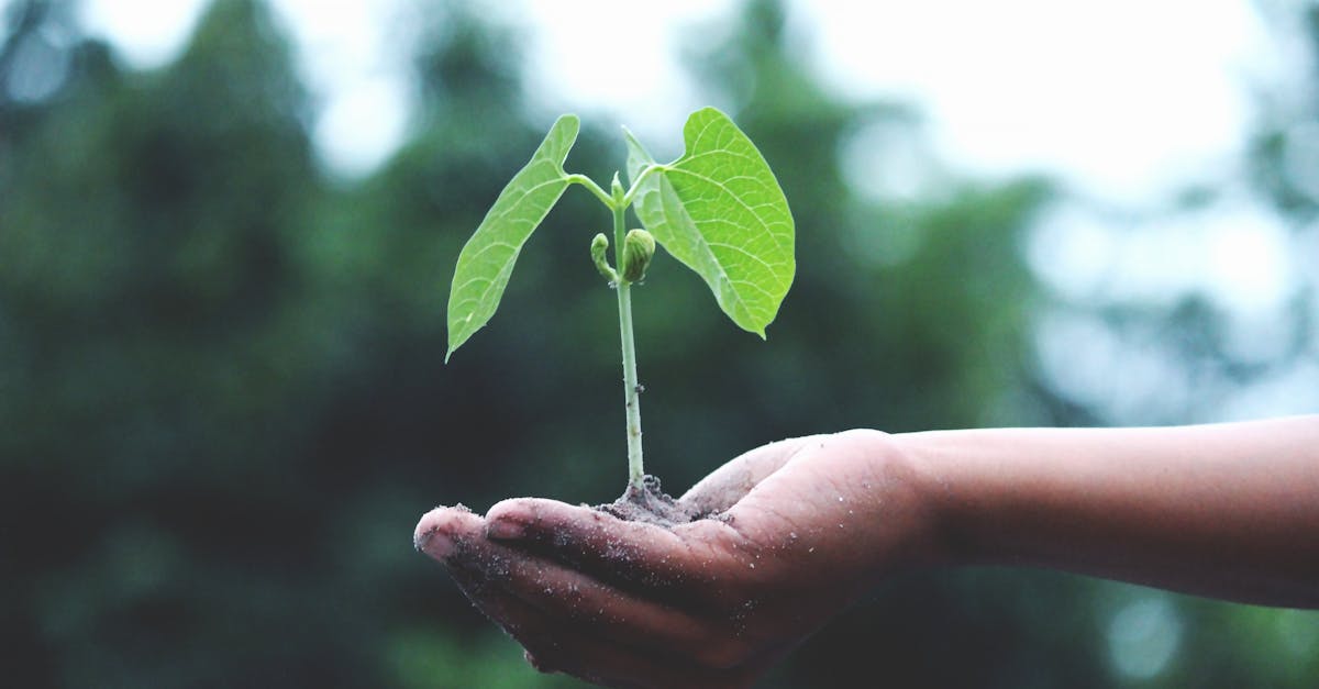 Réseau d’actions écologiques : Comment s’impliquer pour un avenir durable