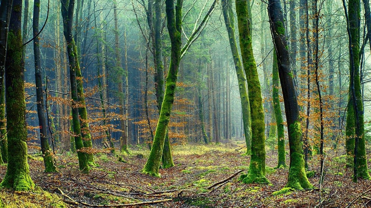 Notre promesse envers la planète : un engagement concret pour l’environnement