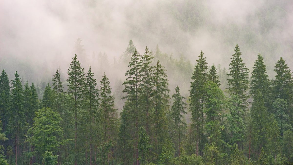 Les paradoxes des forêts : quand la libération de CO₂ dépasse la capture