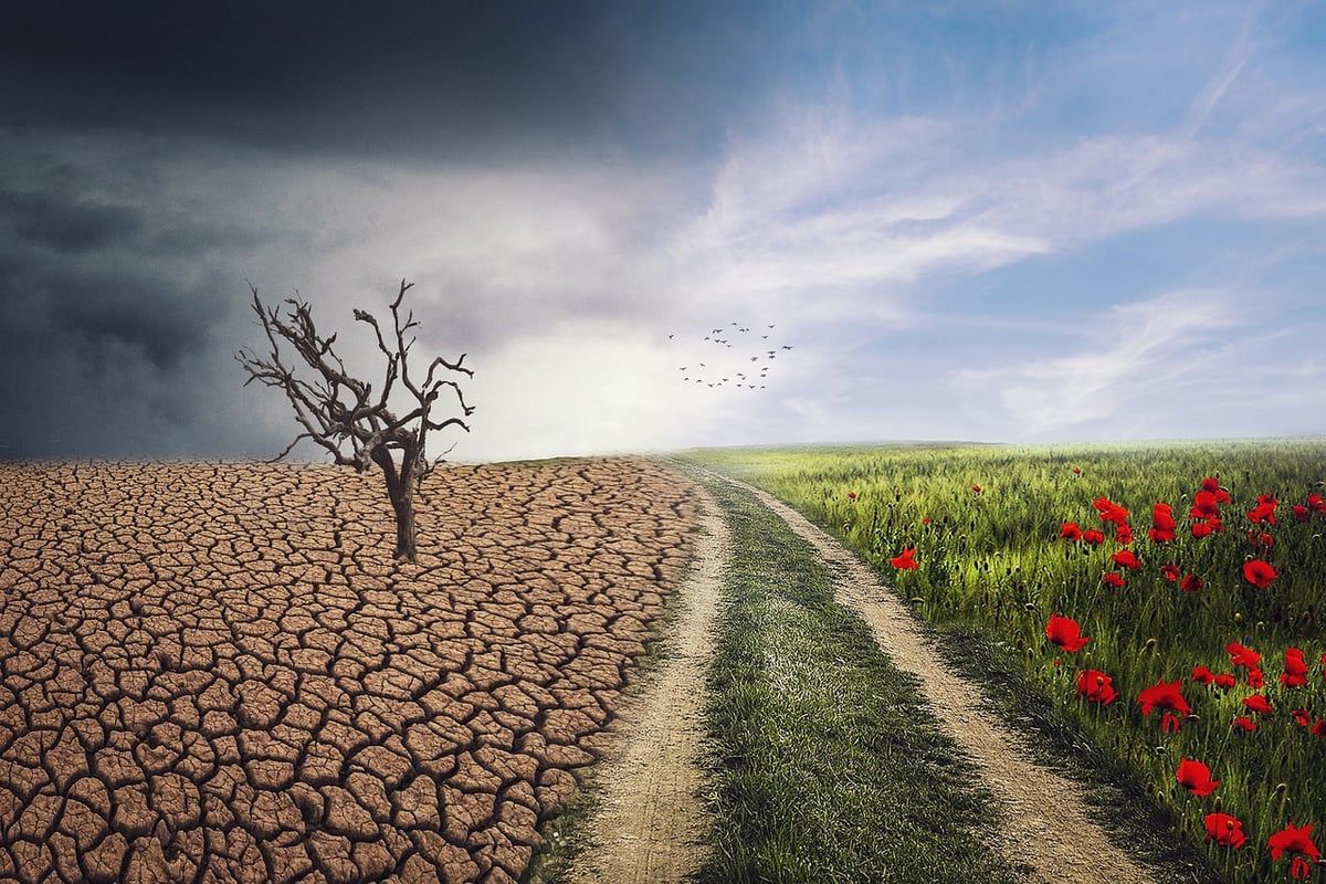 Changements climatiques et bilan carbone : le rôle des ONG